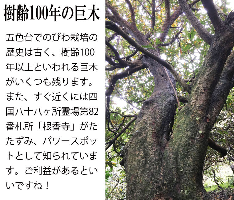 びわの葉エキス 100ml ♪ 国産無農薬葉使用・びわ農家お手製わが家の常備薬！