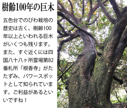びわの葉エキス 100ml ♪ 国産無農薬葉使用・びわ農家お手製わが家の常備薬！