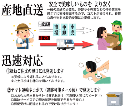 びわの葉エキス 100ml ♪ 国産無農薬葉使用・びわ農家お手製わが家の常備薬！