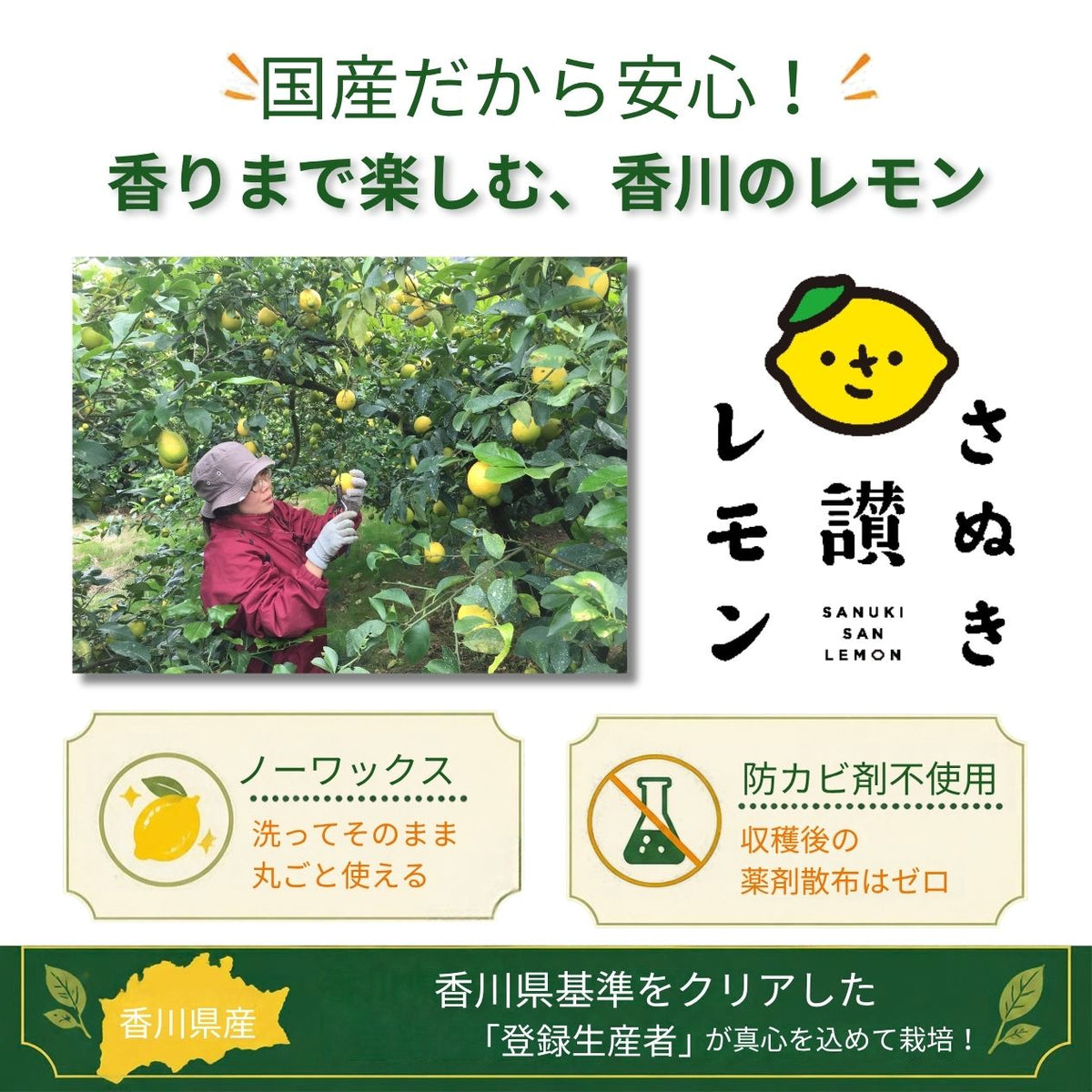 さぬき讃レモン 1.5kg 4kg 8kg 香川産 国産レモン 瀬戸内産 【送料無料】 ノーワックス 防腐剤不使用 皮まで安心 生レモン 早期発送 檸檬 果物 フルーツ 果汁 レモネード