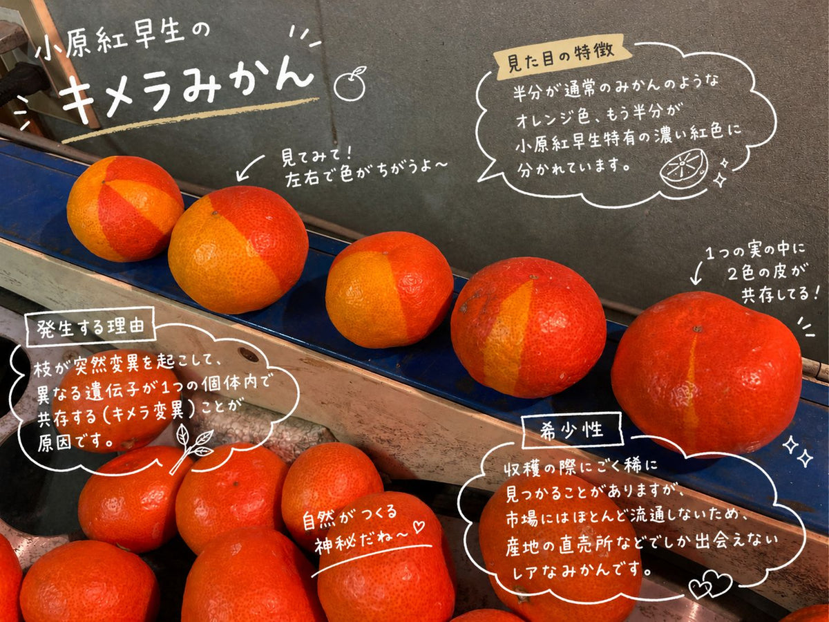 【予約／12月発送】香川産 訳あり紅みかん（ 小原紅早生 ）2kg 4kg 8kg ご家庭用に♪［西森くだもの農園］ 温州みかん フルーツ 果物 送料無料