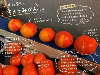 【予約／12月発送】香川産 訳あり紅みかん（ 小原紅早生 ）2kg 4kg 8kg ご家庭用に♪［西森くだもの農園］ 温州みかん フルーツ 果物 送料無料