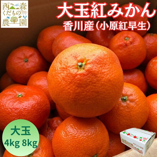 【予約／12月発送】香川産 大玉紅みかん（ 小原紅早生 ）4kg 8kgギフト お歳暮 に♪［西森くだもの農園］温州みかん フルーツ 果物 送料無料