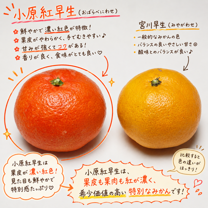 【予約／12月発送】香川産 小玉紅みかん（ 小原紅早生 ）2kg 4kg 8kg贈答用 ギフト お歳暮 に♪［西森くだもの農園］温州みかん フルーツ 果物 送料無料