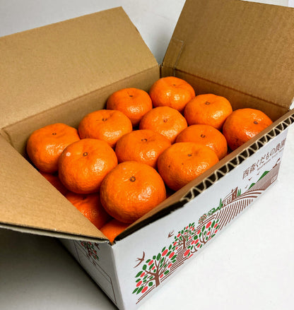 【予約／12月発送】香川産 紅みかん（ 小原紅早生 ）特選2.5kg 贈答用 ギフト お歳暮 に♪［西森くだもの農園］温州みかん フルーツ 果物 送料無料