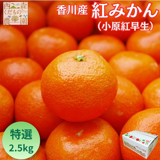 【予約／12月発送】香川産 紅みかん（ 小原紅早生 ）特選2.5kg 贈答用 ギフト お歳暮 に♪［西森くだもの農園］温州みかん フルーツ 果物 送料無料