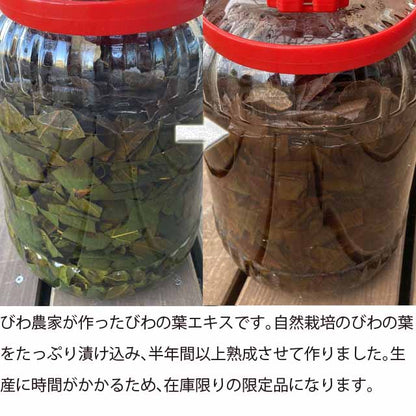 びわの葉エキス 100ml ♪ 国産無農薬葉使用・びわ農家お手製わが家の常備薬！