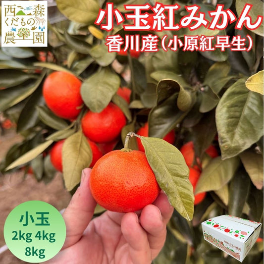 【予約／12月発送】香川産 小玉紅みかん（ 小原紅早生 ）2kg 4kg 8kg贈答用 ギフト お歳暮 に♪［西森くだもの農園］温州みかん フルーツ 果物 送料無料