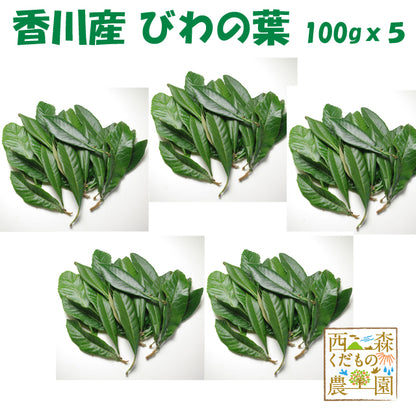 香川産 びわの葉 100ｇ（1袋 生葉15-25枚）♪