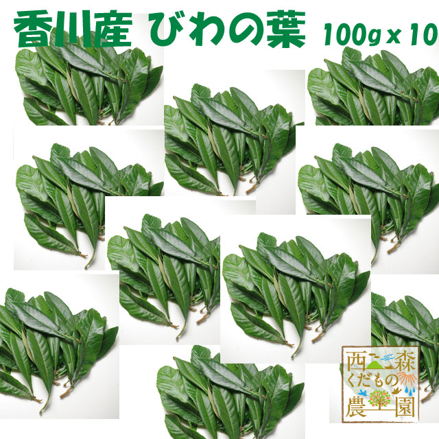 香川産 びわの葉 100ｇ（1袋 生葉15-25枚）♪