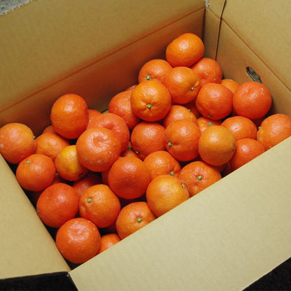 【予約／12月発送】香川産 小玉紅みかん（ 小原紅早生 ）2kg 4kg 8kg贈答用 ギフト お歳暮 に♪［西森くだもの農園］温州みかん フルーツ 果物 送料無料