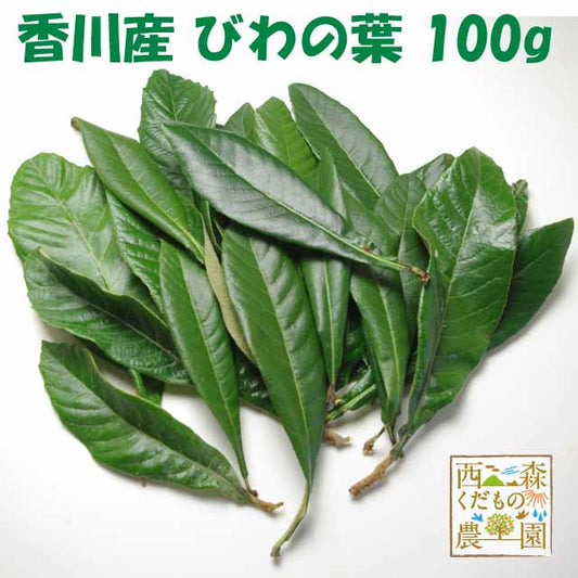 香川産 びわの葉 100ｇ（1袋 生葉15-25枚）♪