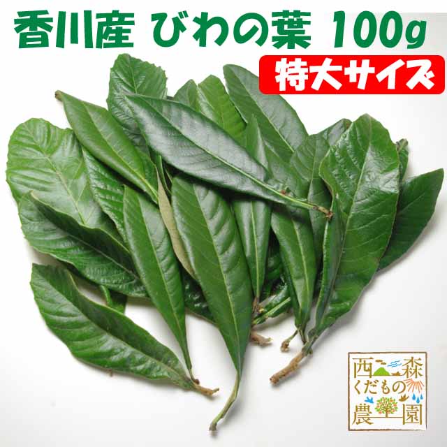 香川産 びわの葉《特選特大》100ｇ（1袋生葉 約10枚）♪