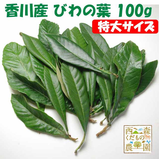 香川産 びわの葉《特選特大》100ｇ（1袋生葉 約10枚）♪